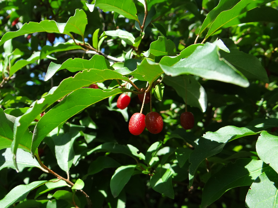Image of Elaeagnus multiflora specimen.