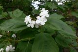 Viburnum opulus