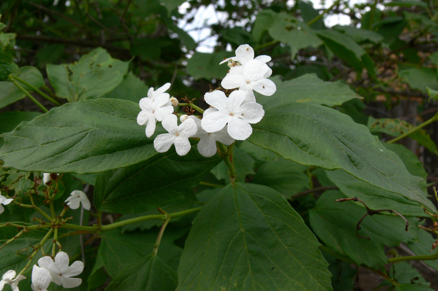 Image of Viburnum opulus specimen.