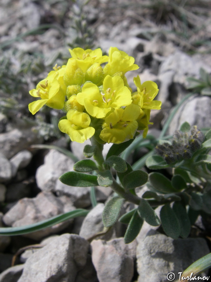 Image of genus Alyssum specimen.