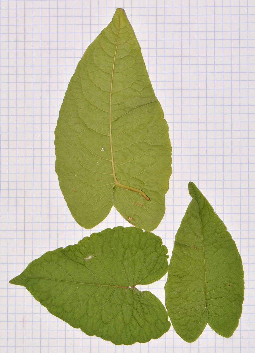 Image of Antigonon leptopus specimen.