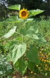 Helianthus annuus. Цветущее растение. Тверская обл., Весьегонский р-н, с. Чистая Дуброва, картофельная пашня, в культуре. 2 августа 2016 г.