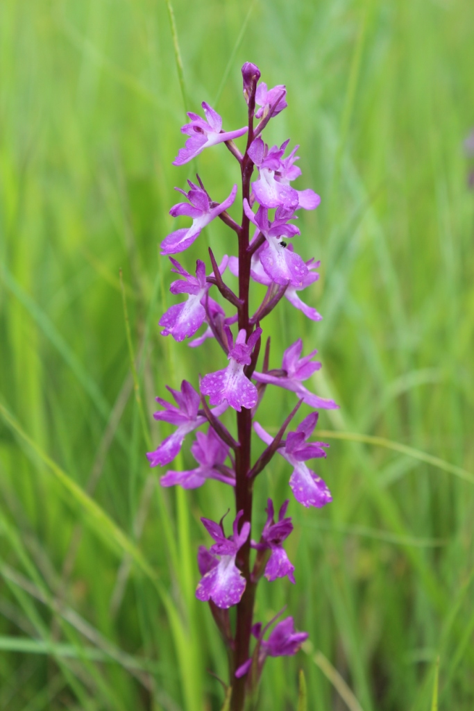 Image of Anacamptis laxiflora ssp. elegans specimen.