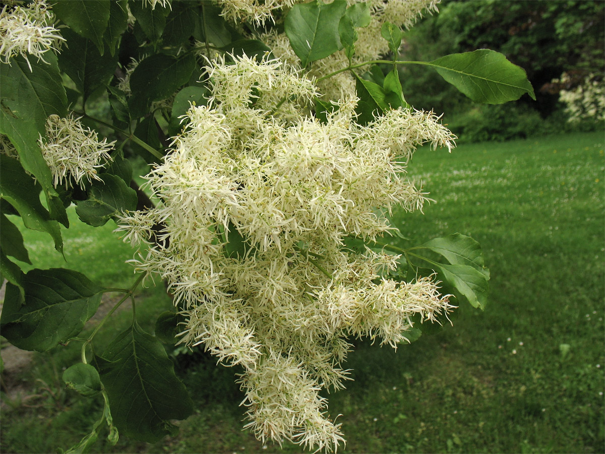 Изображение особи Fraxinus ornus.