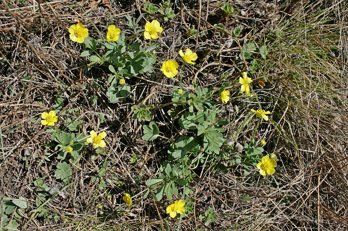 Изображение особи Ranunculus polyrhizos.