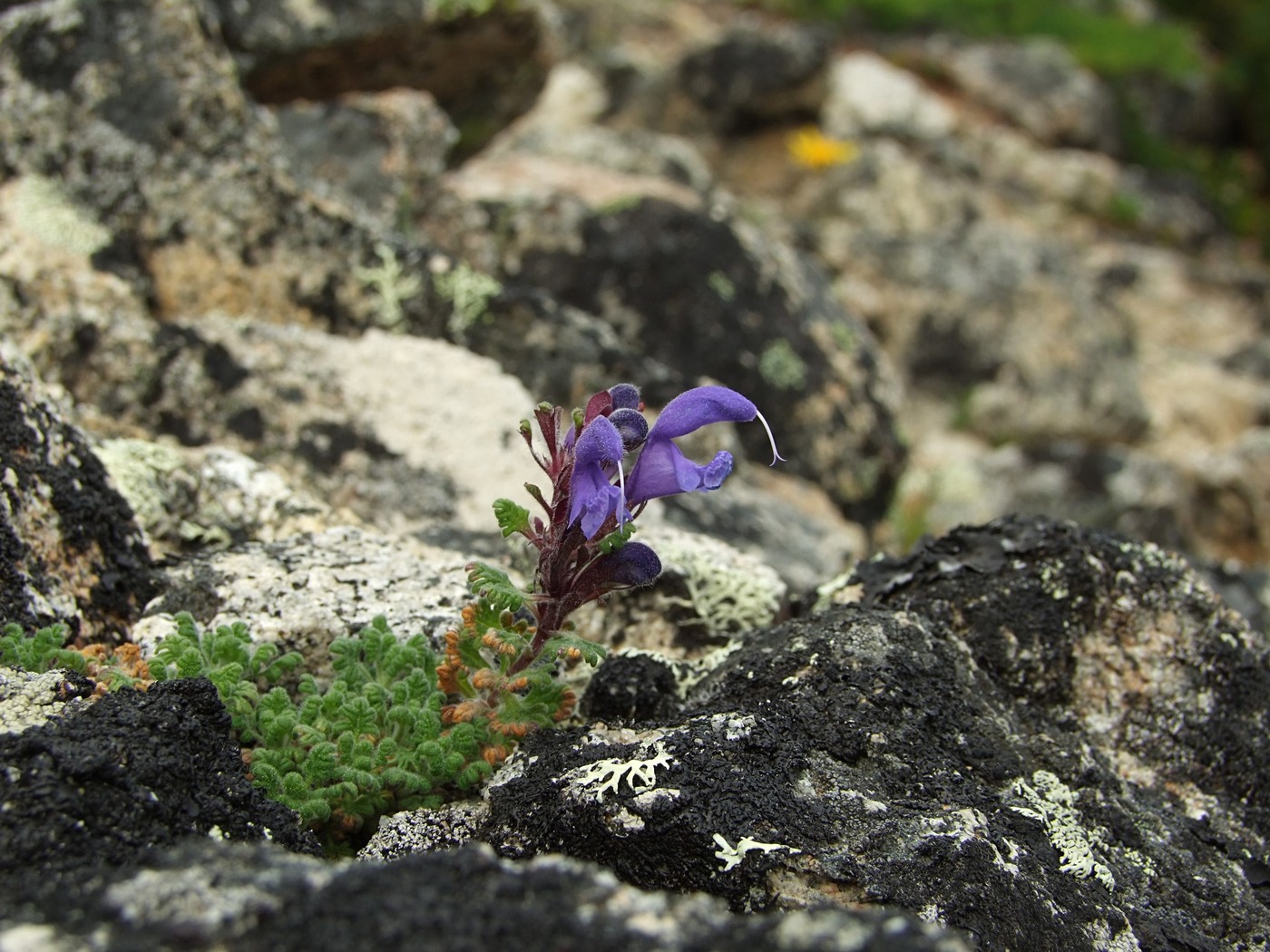 Изображение особи Dracocephalum palmatum.