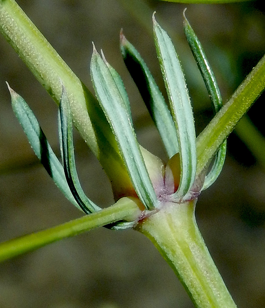 Image of Galium biebersteinii specimen.