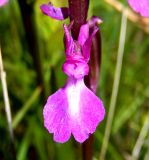 Anacamptis subspecies dielsiana