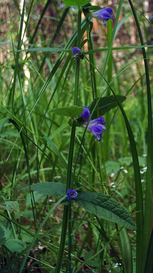 Image of Scutellaria galericulata specimen.