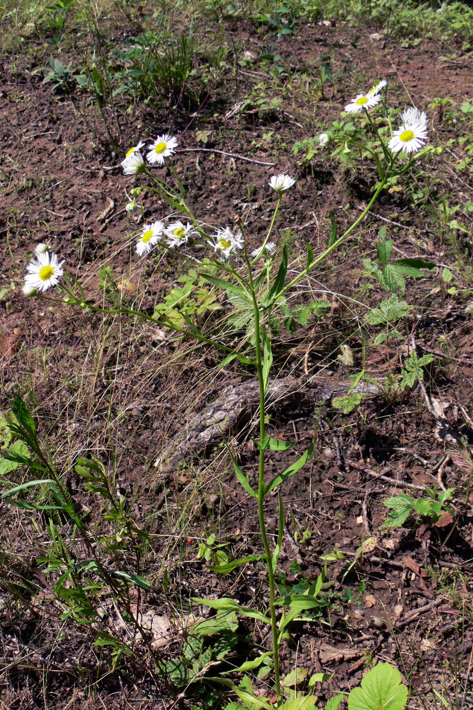 Изображение особи Erigeron strigosus.