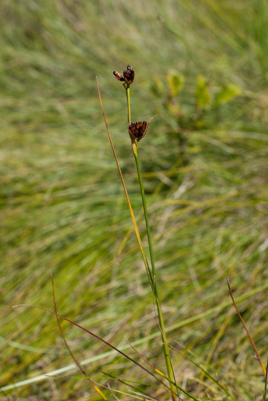 Изображение особи Juncus castaneus.