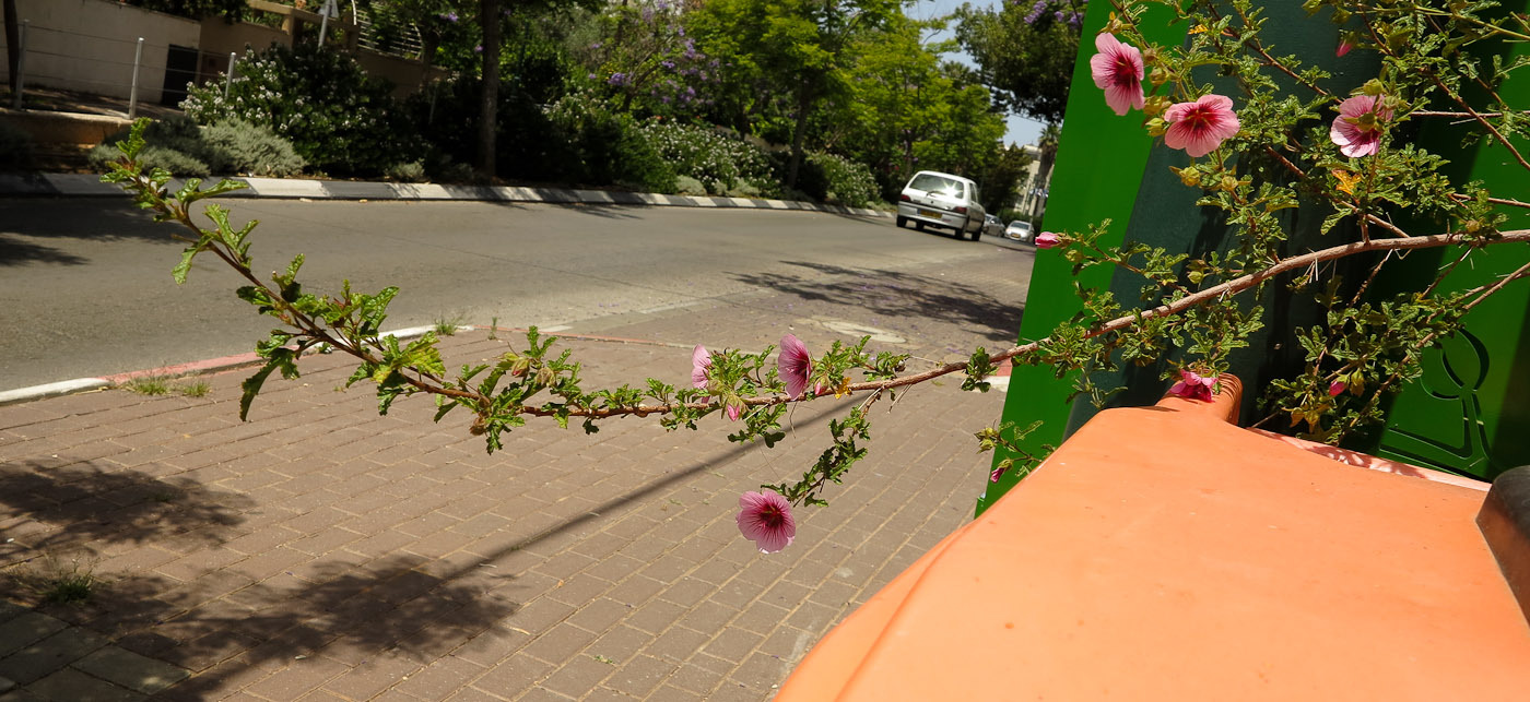 Изображение особи Anisodontea capensis.