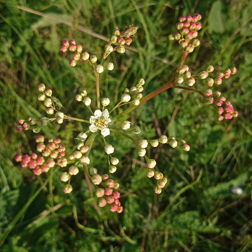 Image of Filipendula vulgaris specimen.