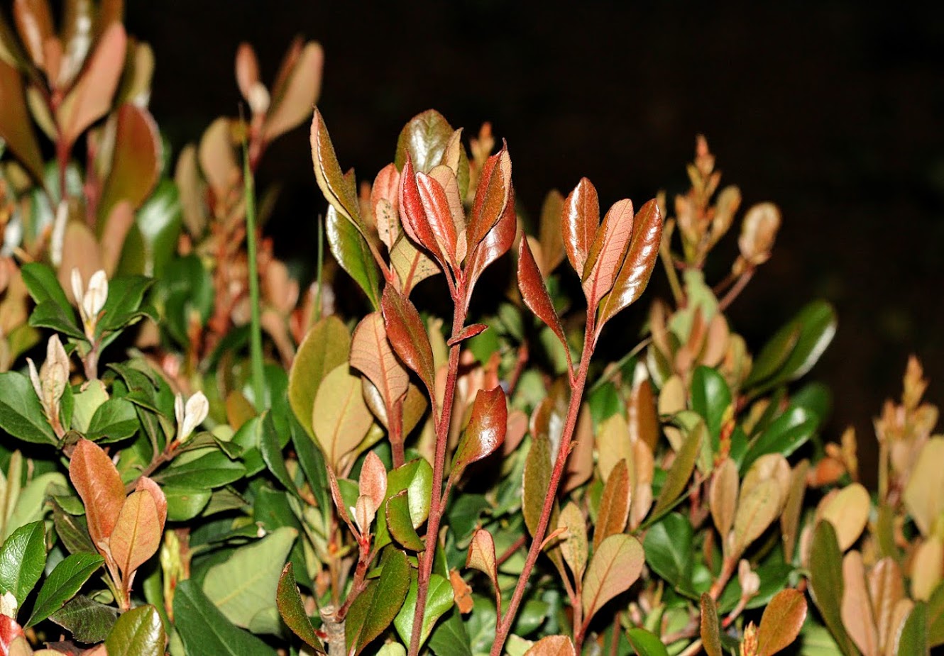 Изображение особи Scaevola crassifolia.