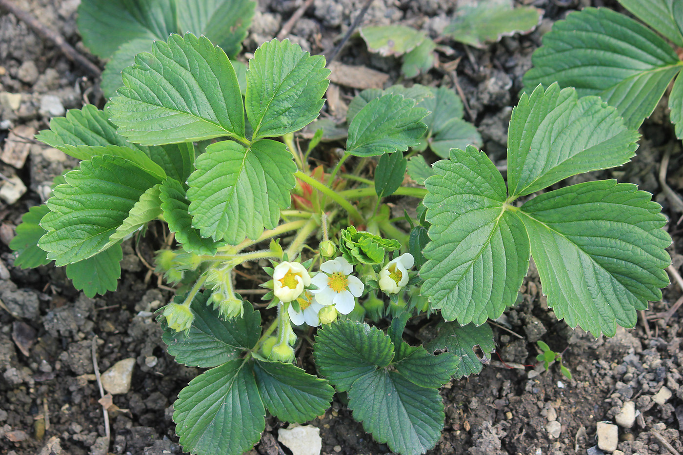 Image of Fragaria &times; ananassa specimen.