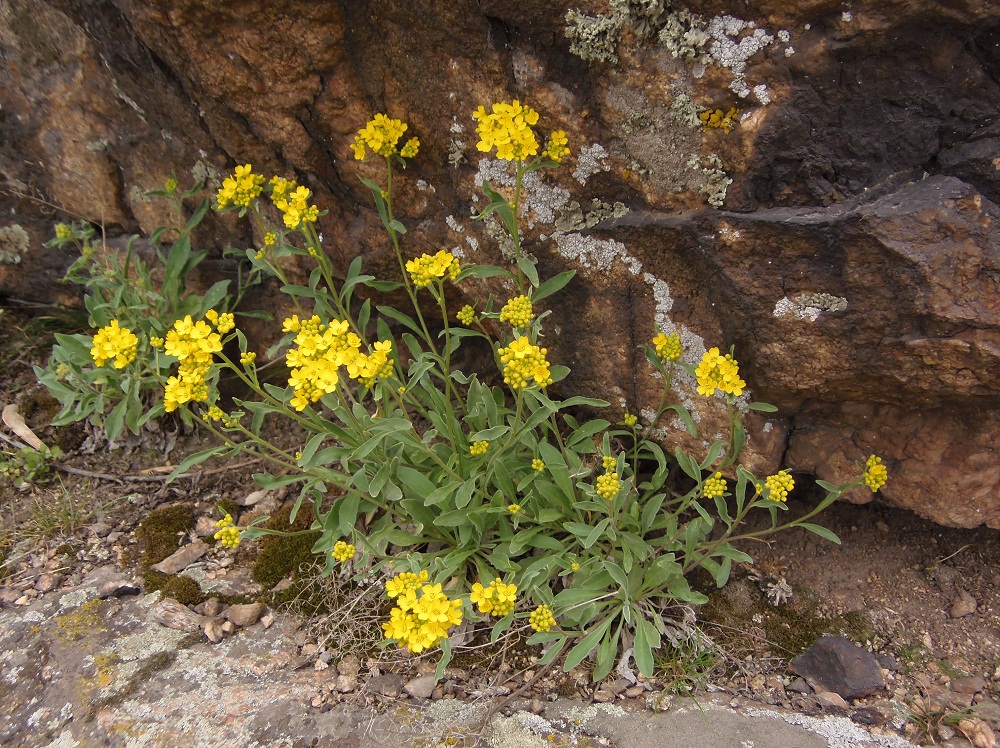 Изображение особи Aurinia saxatilis.