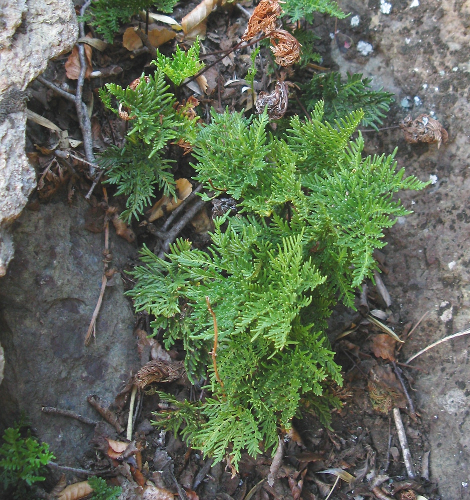 Изображение особи Cheilanthes glauca.