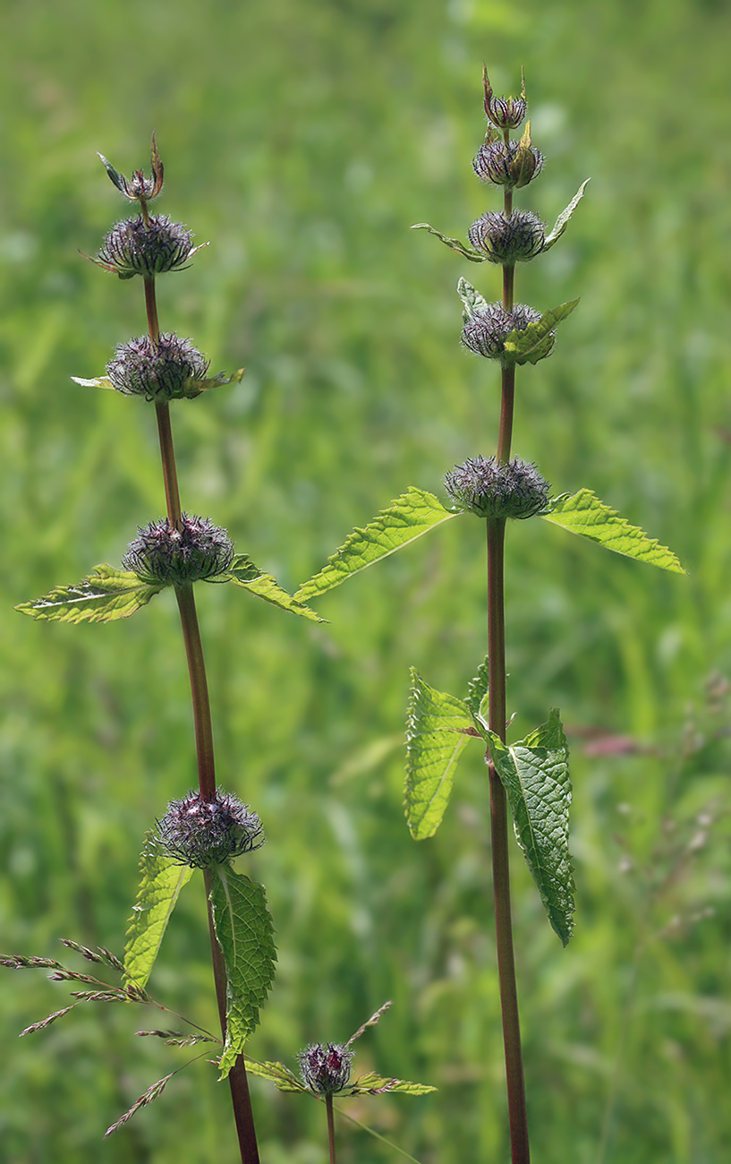 Image of Phlomoides tuberosa specimen.