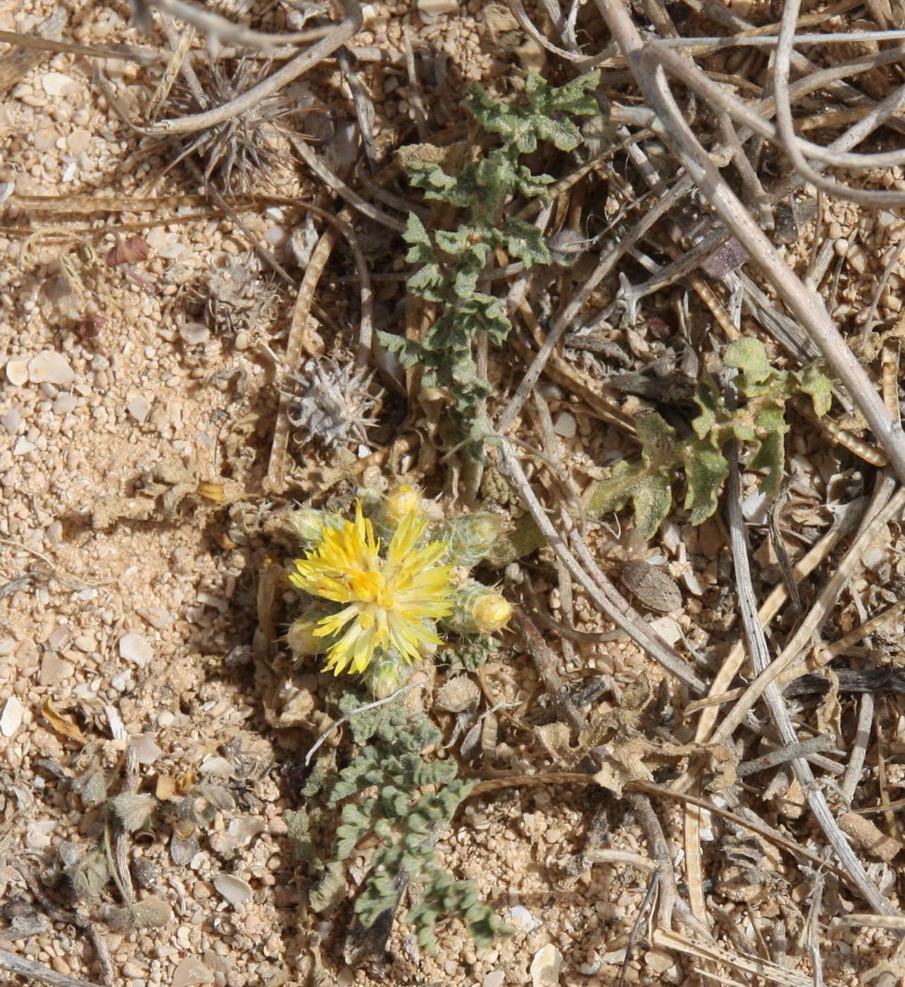 Изображение особи Centaurea glomerata.