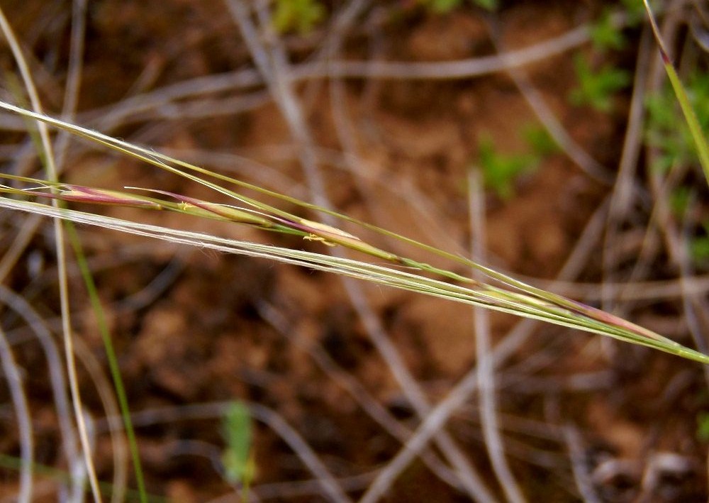 Image of Stipa dasyphylla specimen.