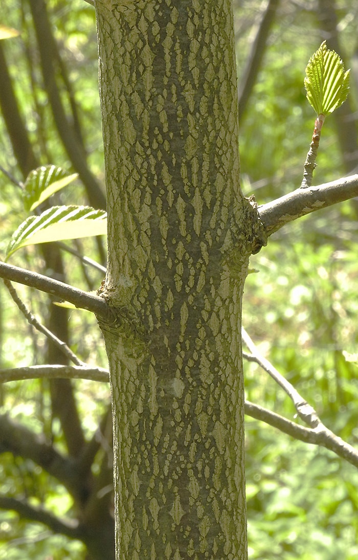 Изображение особи Sorbus alnifolia.