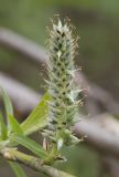 Image of taxon representative. Author is Владимир Брюхов