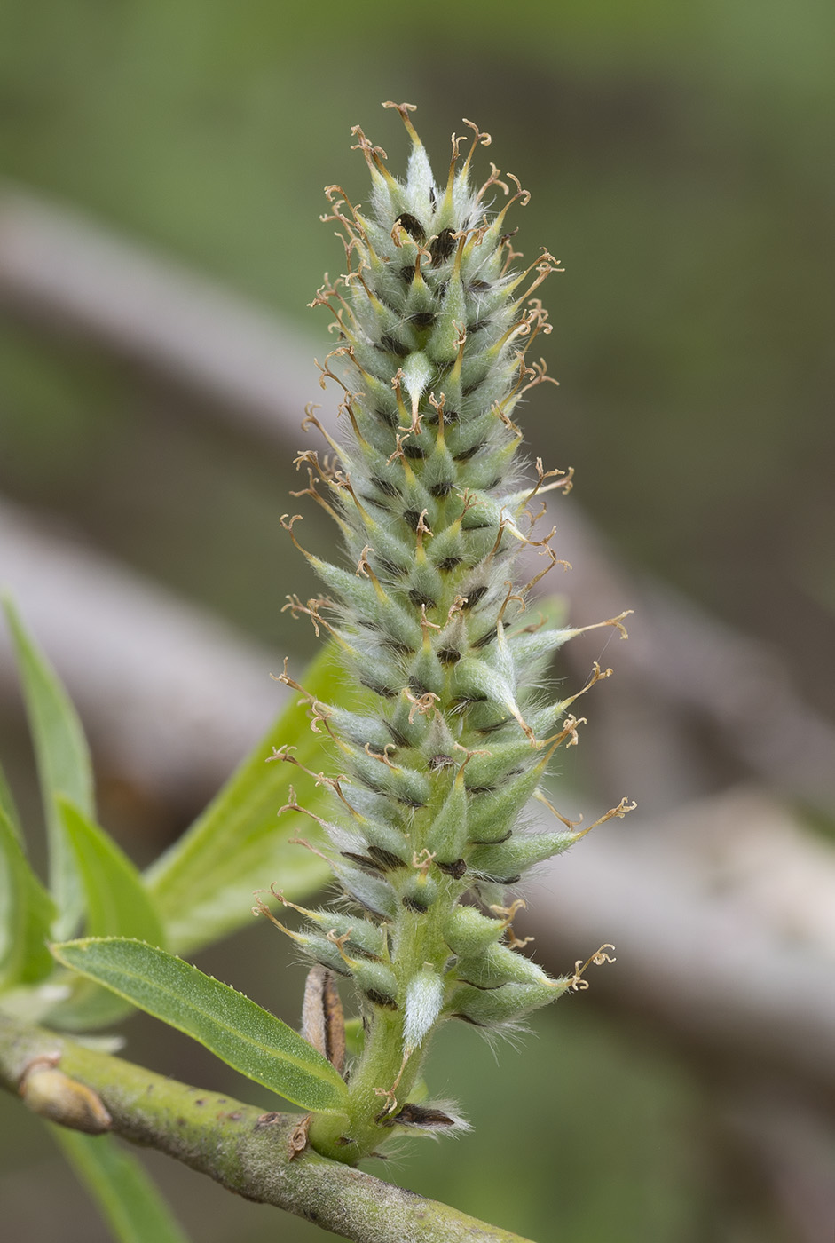 Image of Salix gmelinii specimen.