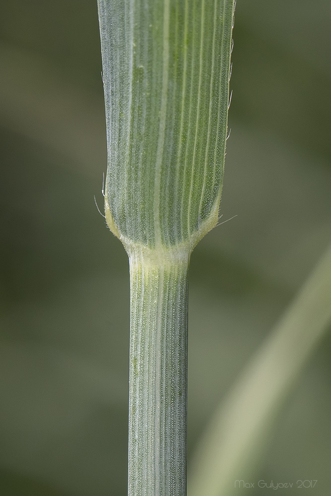 Image of Bromopsis riparia specimen.