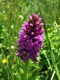 Dactylorhiza umbrosa