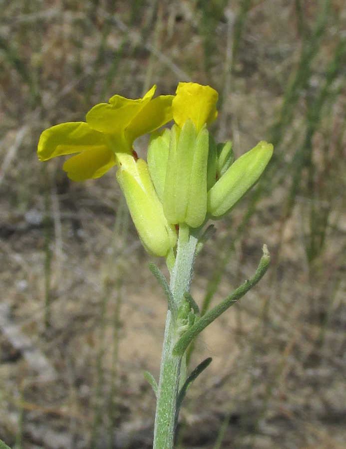 Image of Syrenia cana specimen.