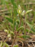 Cerastium semidecandrum