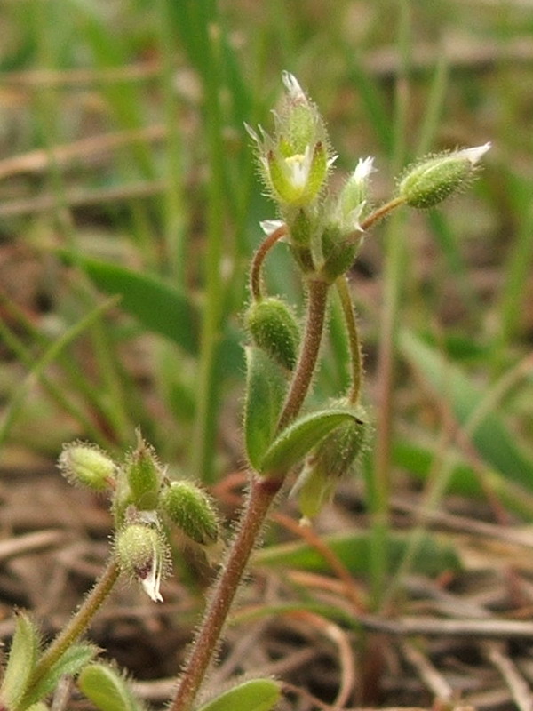 Image of Cerastium semidecandrum specimen.