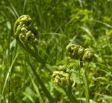 Pteridium pinetorum