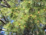 Pinus roxburghii