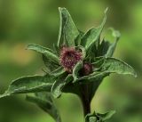 Centaurea phrygia. Нераспустившиеся соцветия и листья на верхушке растения. Московская обл., Раменский р-н, окр. ж.-д. платформы Хрипань, просека под ЛЭП. 04.07.2017.