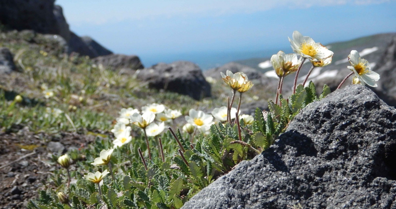 Image of Dryas punctata specimen.