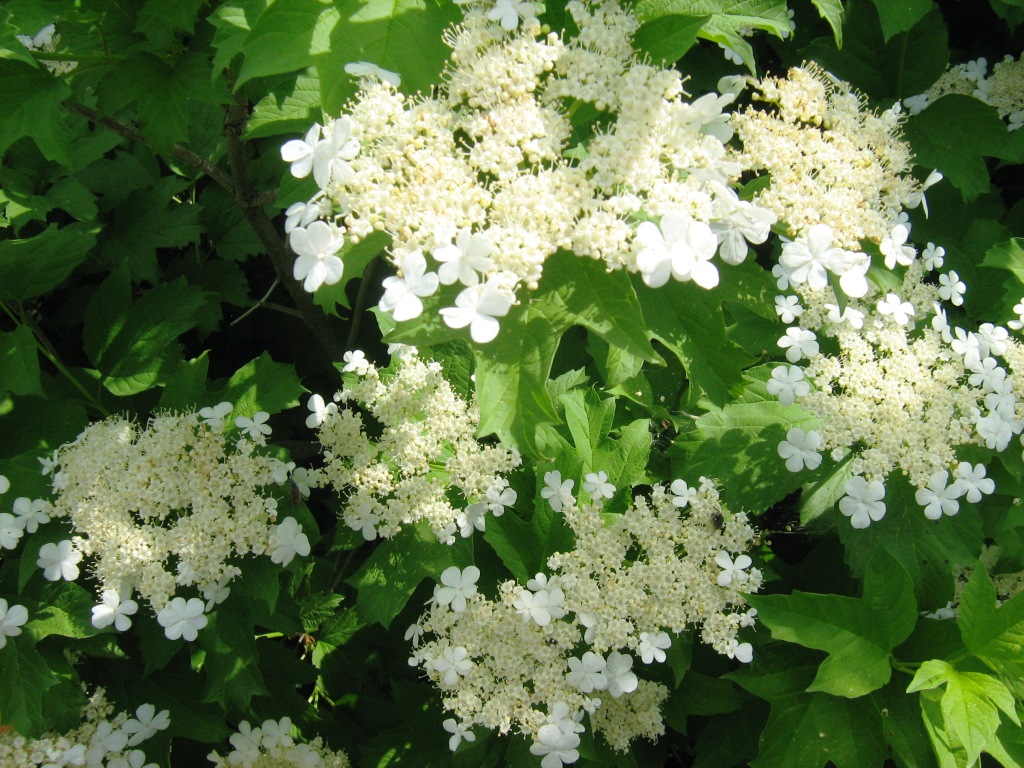 Image of Viburnum opulus specimen.