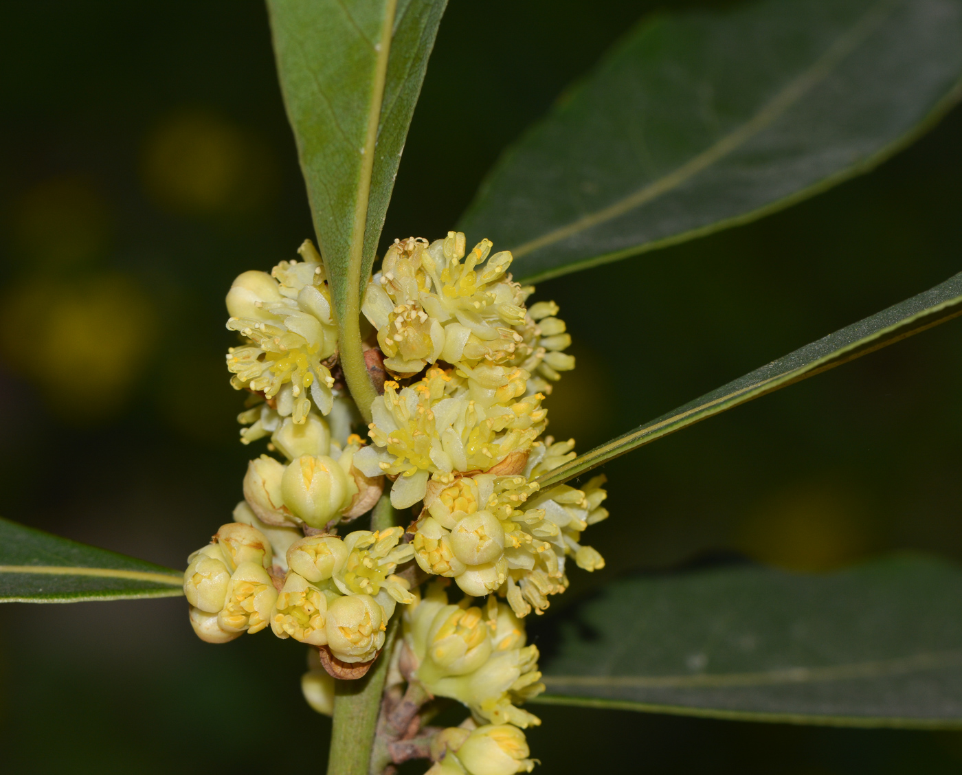 Изображение особи Laurus novocanariensis.