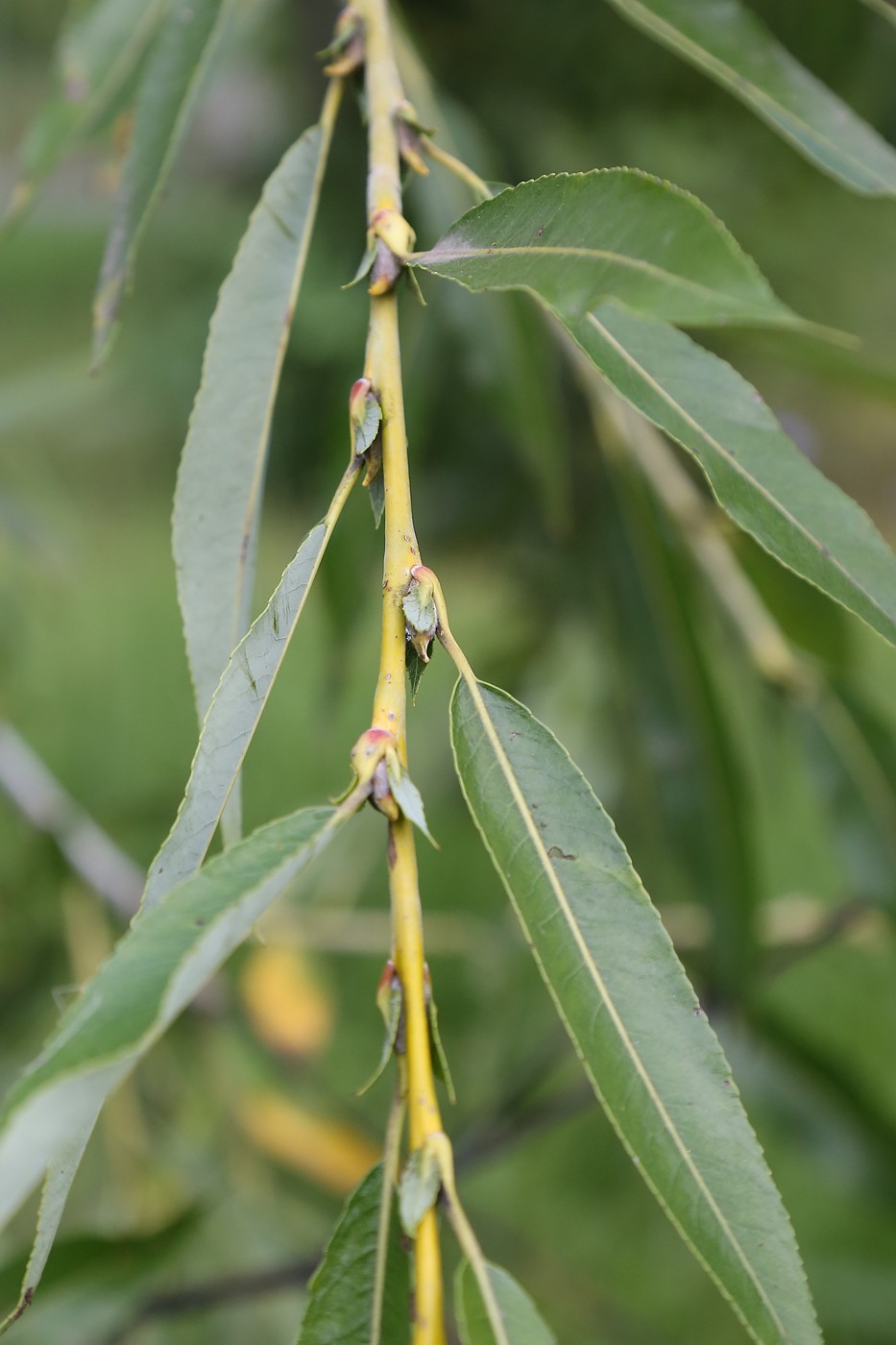 Image of Salix acutifolia specimen.