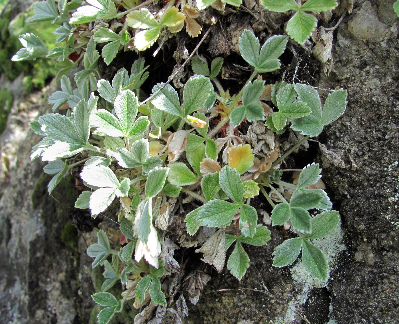 Image of Potentilla divina specimen.