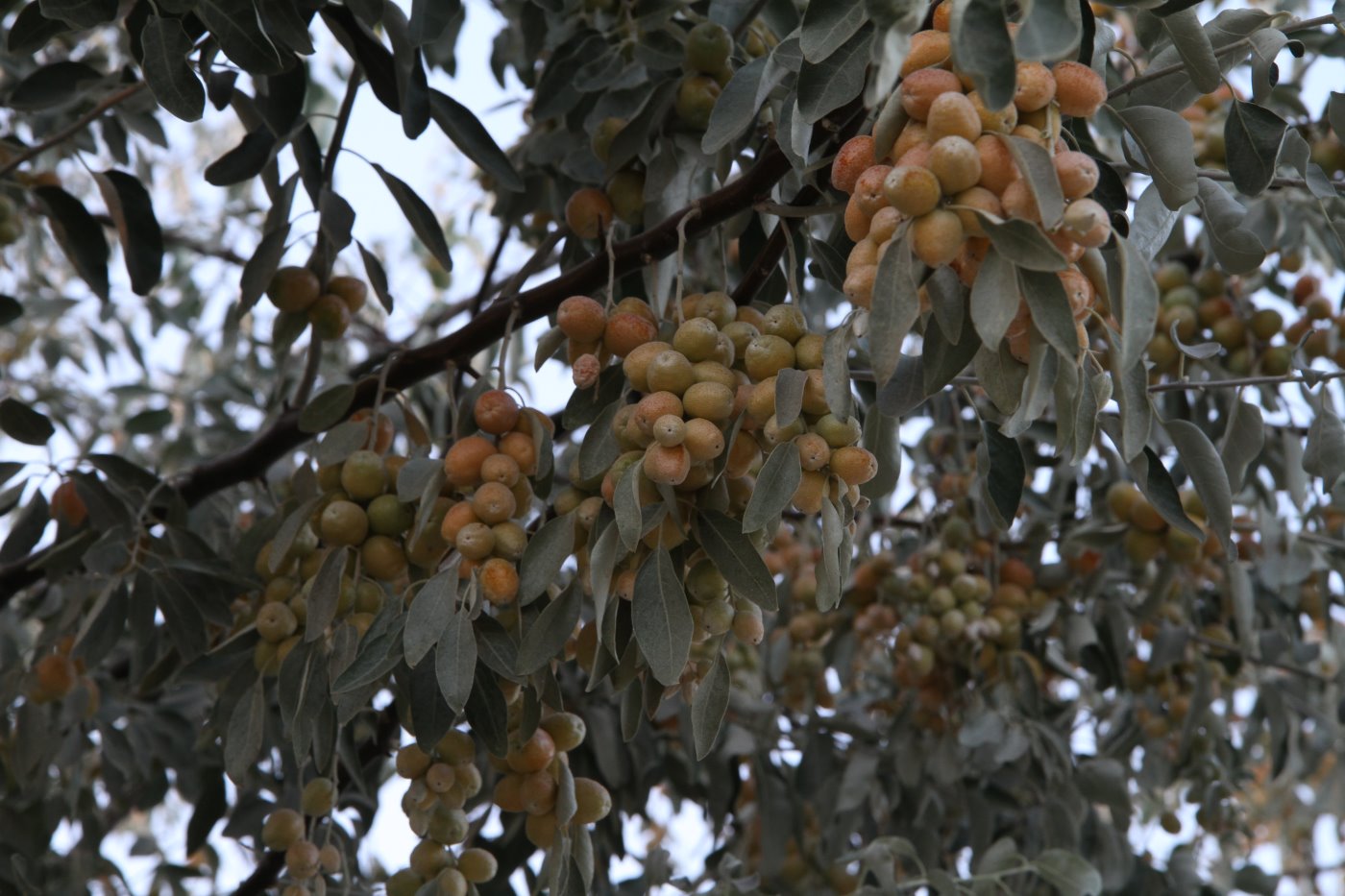 Изображение особи Elaeagnus littoralis.