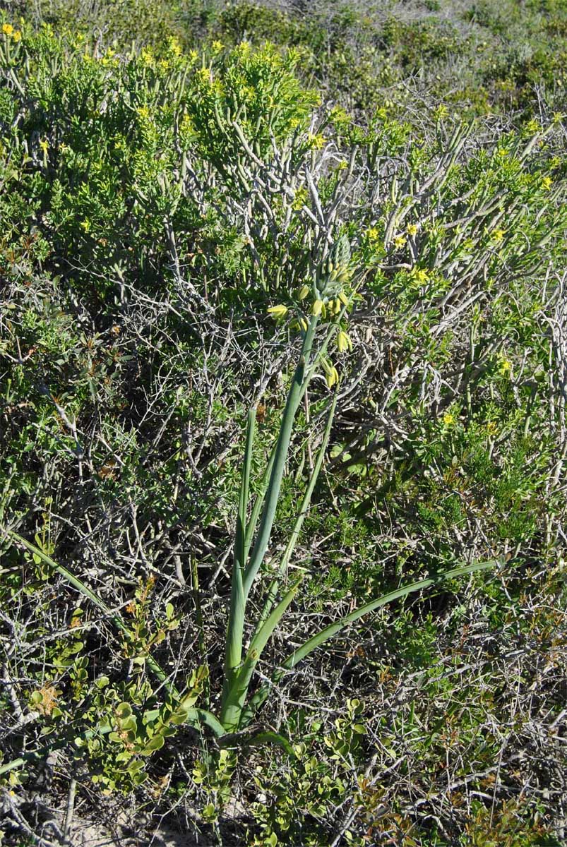 Image of Albuca flaccida specimen.