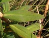 Euphorbia stepposa