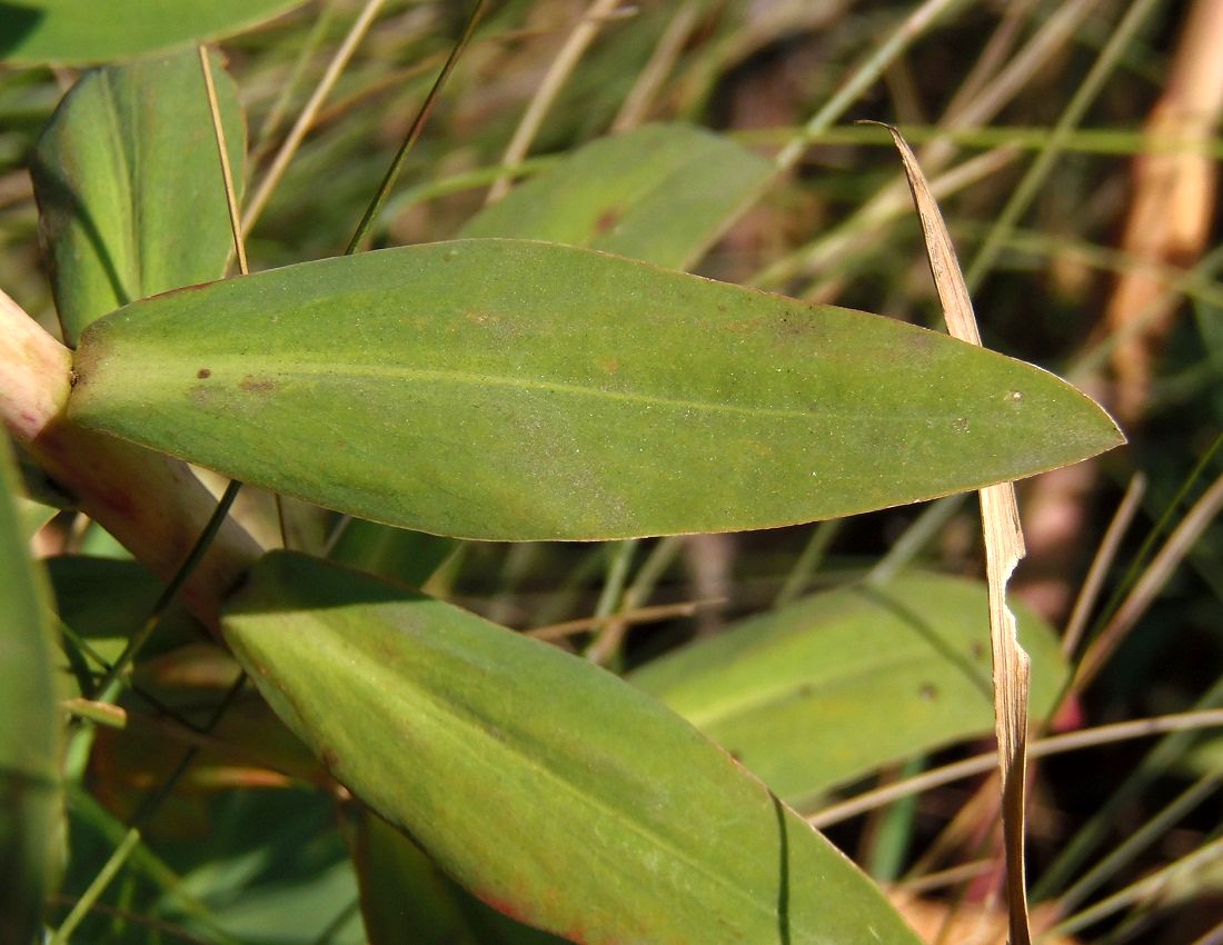 Image of Euphorbia stepposa specimen.