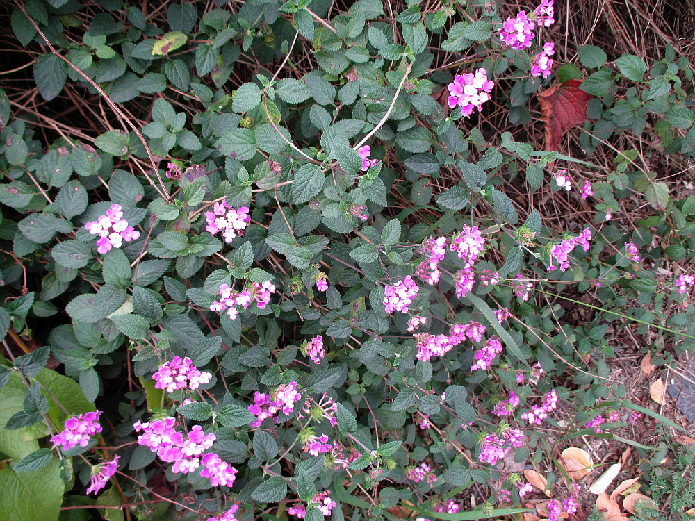 Image of Lantana camara specimen.