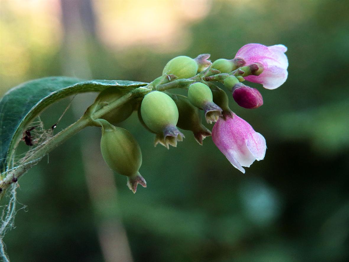 Изображение особи Symphoricarpos albus var. laevigatus.