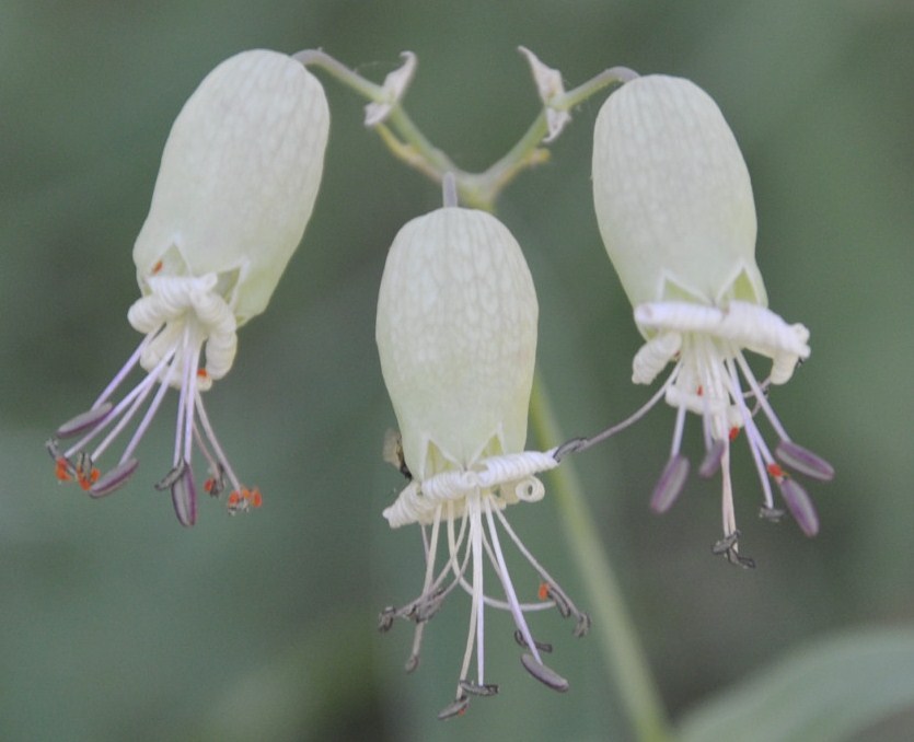 Image of Oberna commutata specimen.