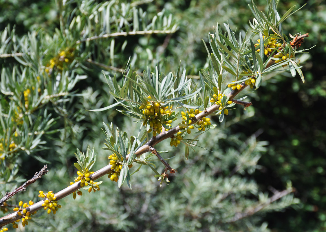 Image of Hippophae rhamnoides specimen.