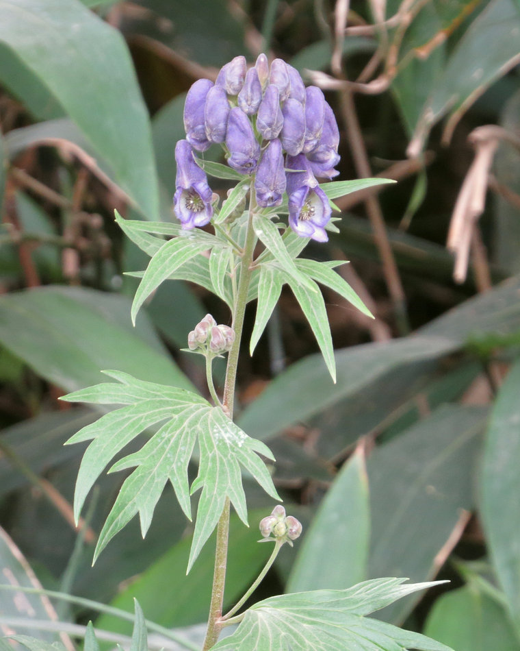 Image of Aconitum maximum specimen.