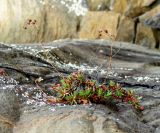 Saxifraga spinulosa. Зацветающее растение с прошлогодними цветоносами. Иркутская обл., Шелеховский р-н, окр. с. Шаманка, берег р. Иркут близ устья р. Куйтун, на скале. 12.05.2017.